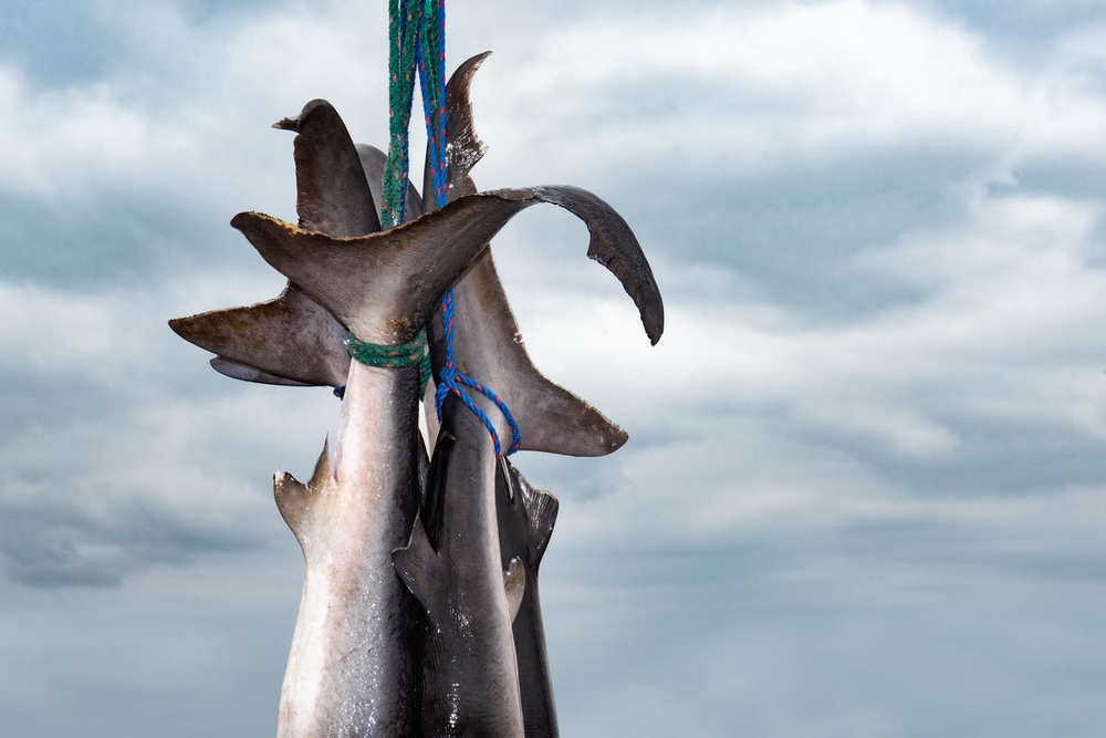 Detuvieron a dos sujetos que transportaban 300 kilos de carne de tiburón
