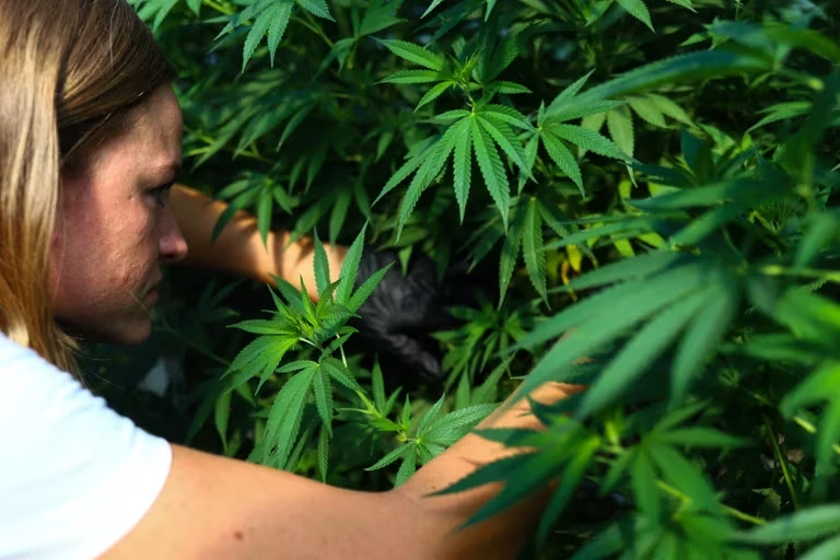 El Gobierno extendió a tres años la vigencia del permiso para cultivar cannabis y ya hay 200 mil autorizados