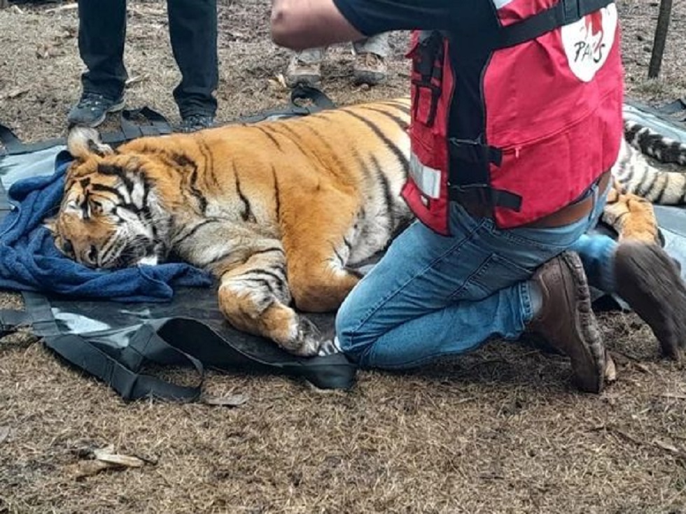 Confirman el procesamiento de Florez por tener tigres de bengala y otros animales