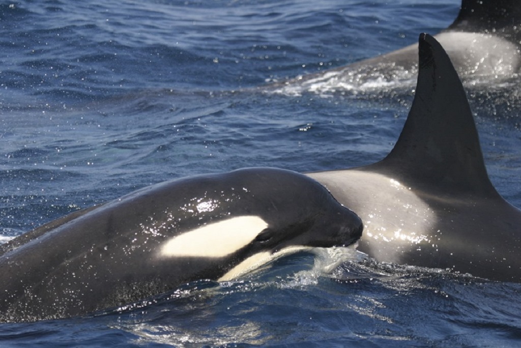 Un marcaje satelital en una orca ayudará a evitar las colisiones con veleros