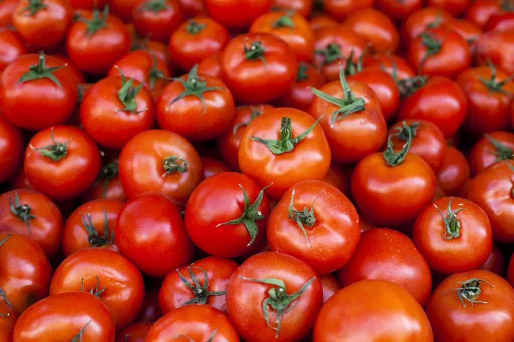 Declaran alerta fitosanitaria nacional por un virus en el tomate en Mar del Plata