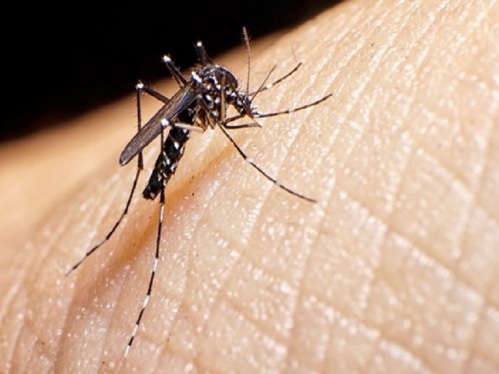 El Dr. Alejandro Cano sobre brote de dengue: "contraerlo más de una vez puede ser muy peligroso"