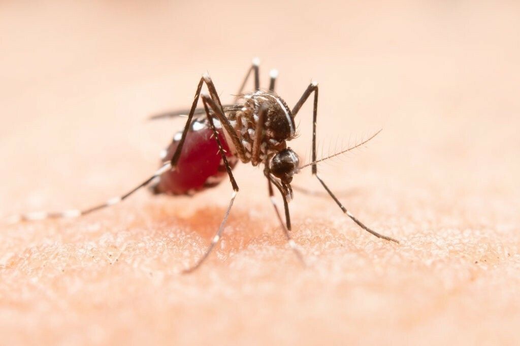 Se detectó el primer caso autóctono de dengue en Mar del Plata